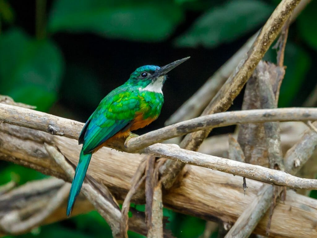 Green-tailed Jacamar, Suriname