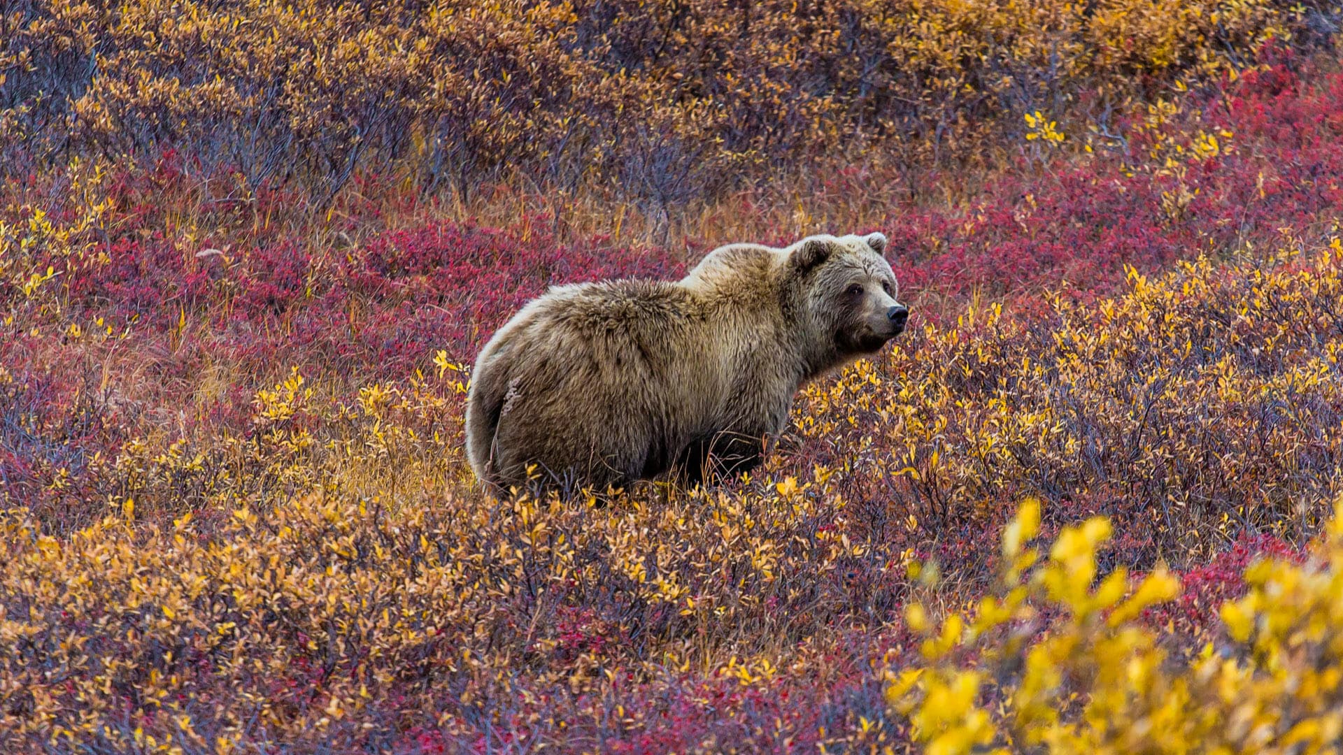 Denali National Park - Alaska holidays - Steppes Travel