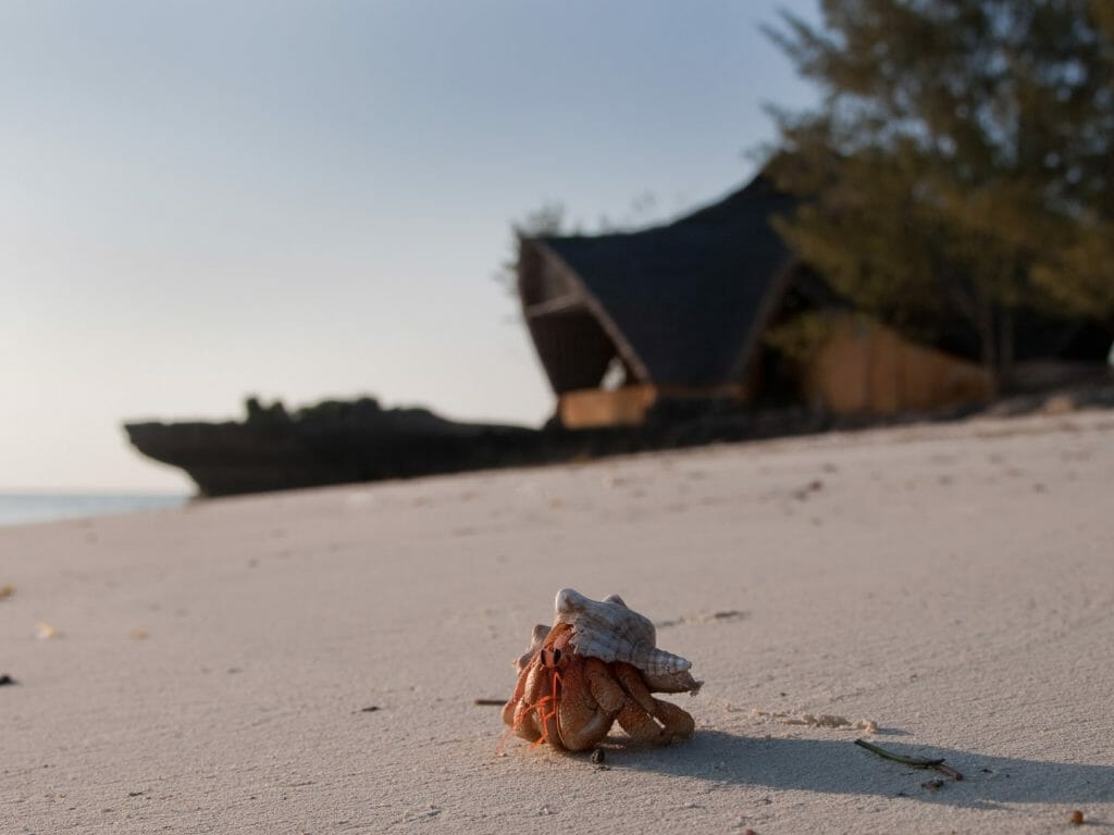 Hermit crab, Chumbe Island, Zanzibar