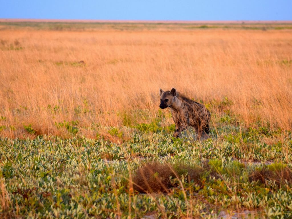 Hyena, Liuwa Plains National Park, Zambia