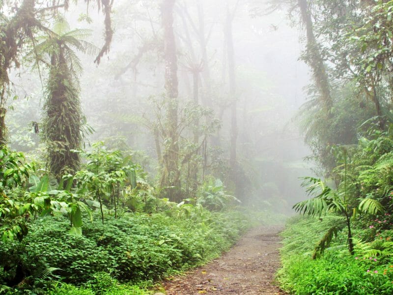 Monteverde Cloud forest, Monteverde, Costa Rica (Senda Hotel)