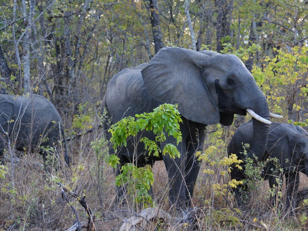 Nkhotakota Wildlife Reserve, Malawi