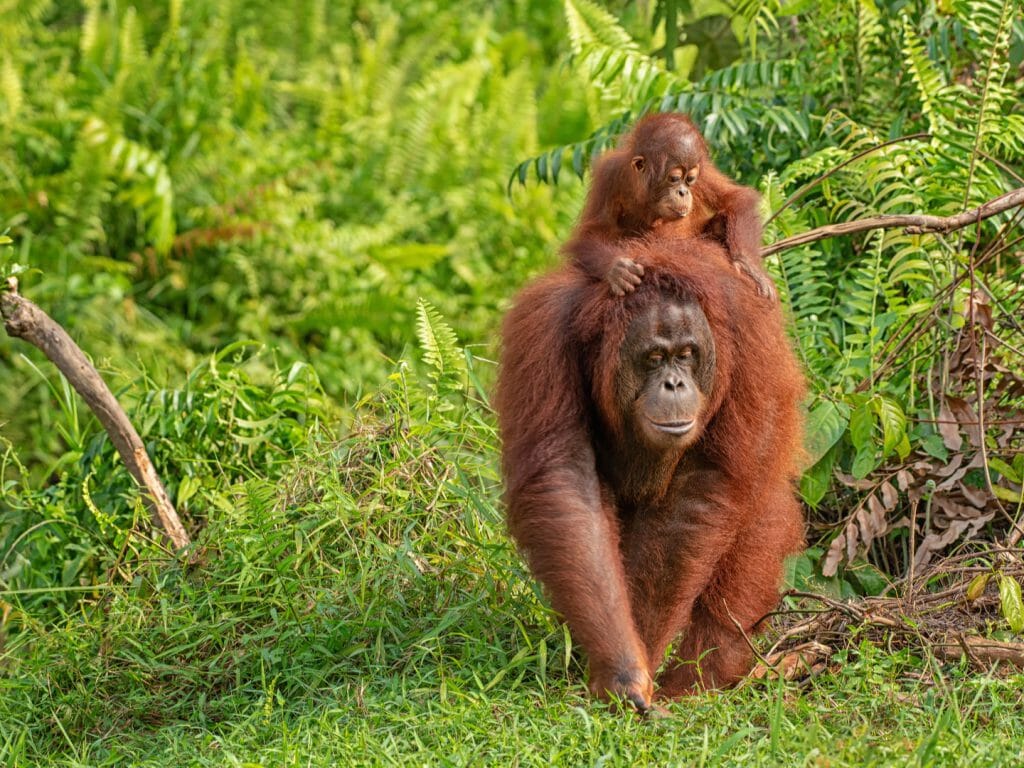 Mother and Baby Orangutan, Borneo