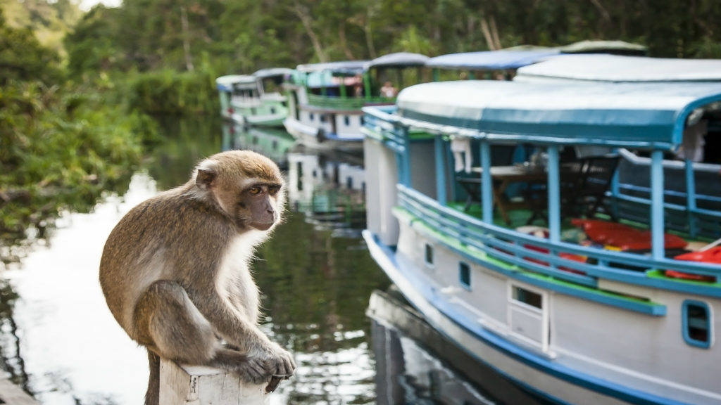 A monkey contemplates the tourist boats on the sekonyer river, , Borneo, Indonesia