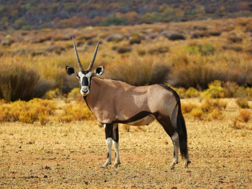 Oryx at Bushmans Kloof, Cederberg, South Africa