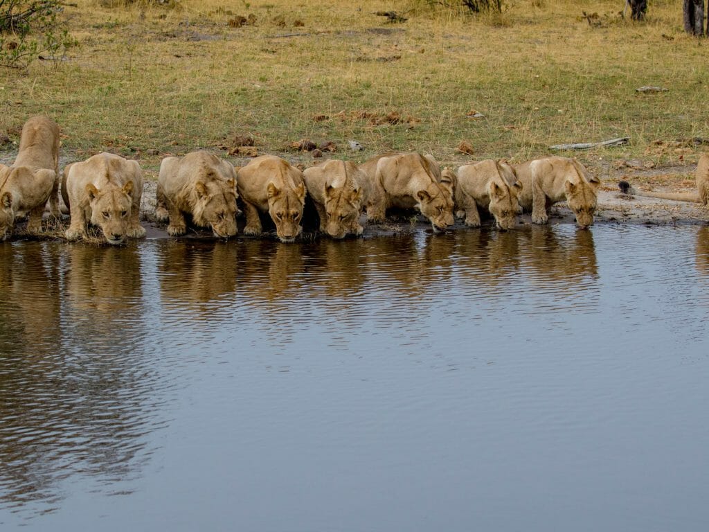 Lions, Selinda, Botswana