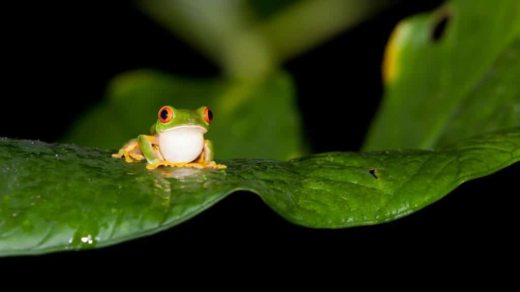Red Eye Tree Frog, Belize