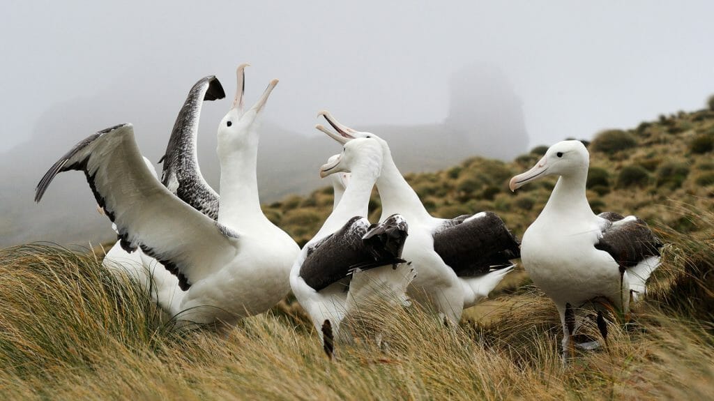 Southern Royal Albatross, Campbell Island