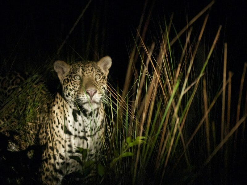 Jaguar at night in spotlight, Caiman Echolodge
