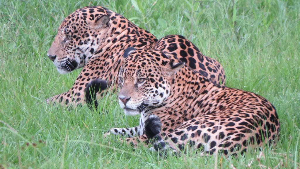 Two Jaguars, Pantanal, Brazil