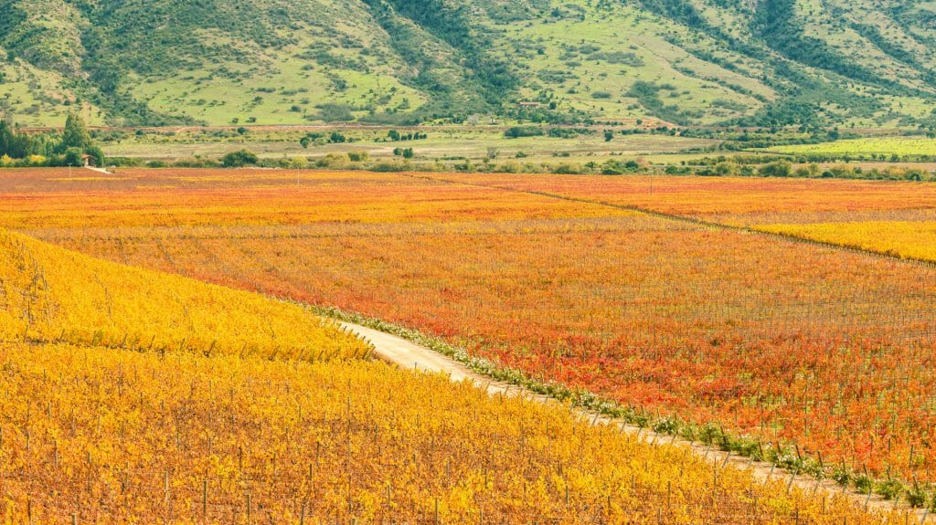 Vineyard Path, Colchagua Valley, Chile