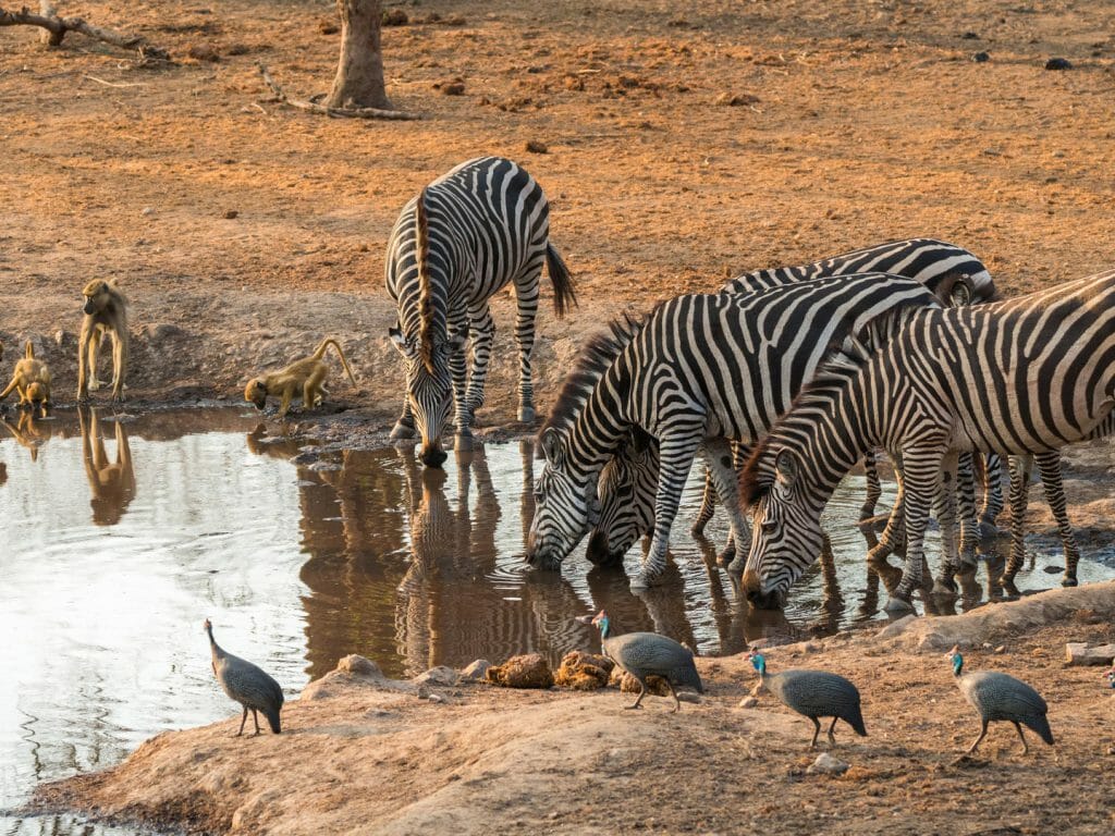 Majete Wildlife Reserve, Malawi