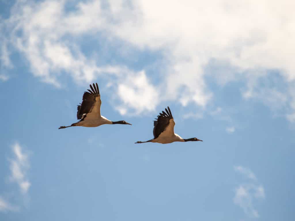 Black-Necked Cranes, Gangtey, Bhutan