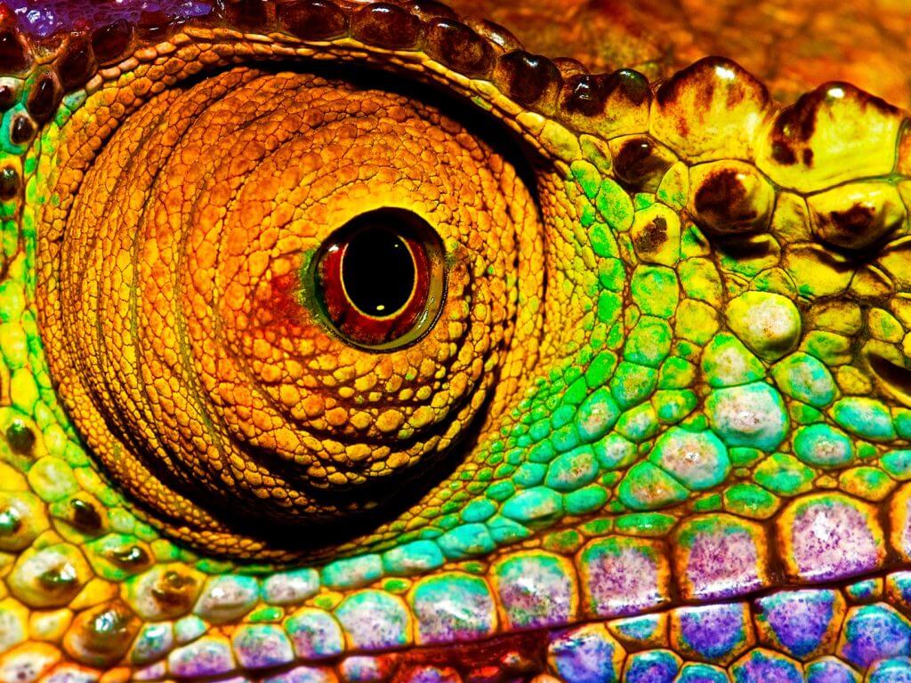 Chameleon Eye, Ranomafana, Madagascar