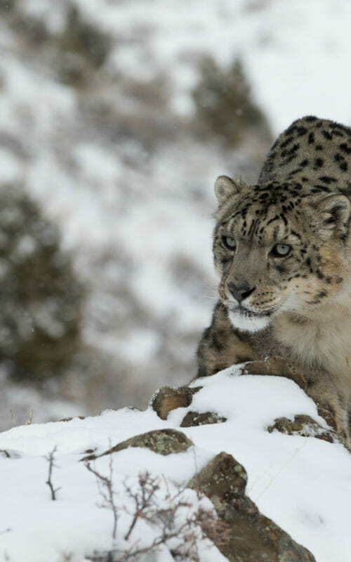 Rare and elusive snow leopard on mountain top lookout, Ladakh, India