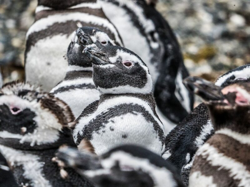 Group of Magellan penguins, Australis Cruise, Fjords of Tierra del Fuego, Patagonia