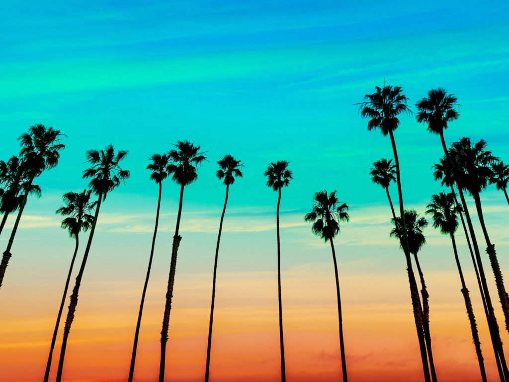 California Sunset Palm Trees, Santa Barbara, USA