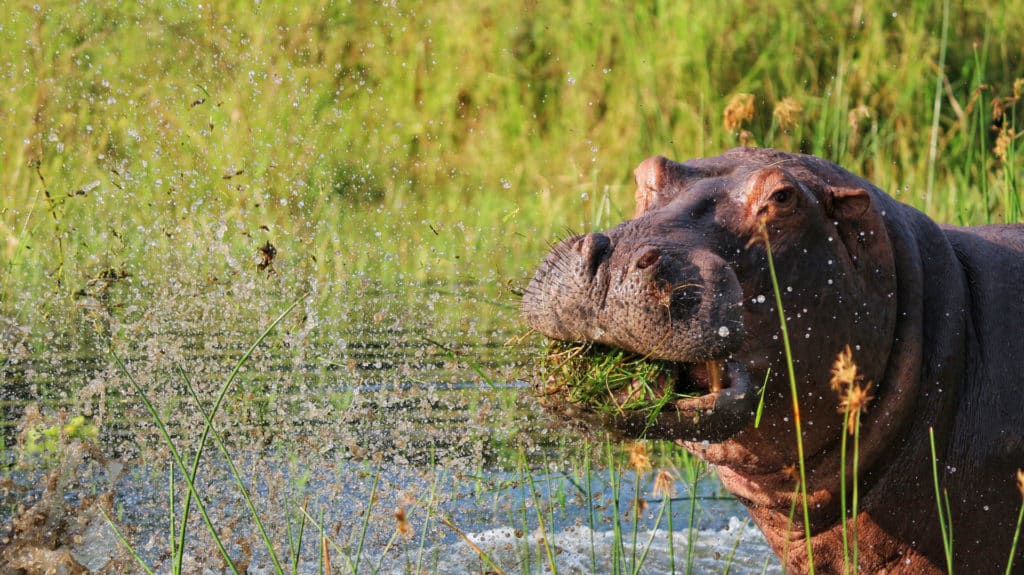 Liwonde National Park, Malawi