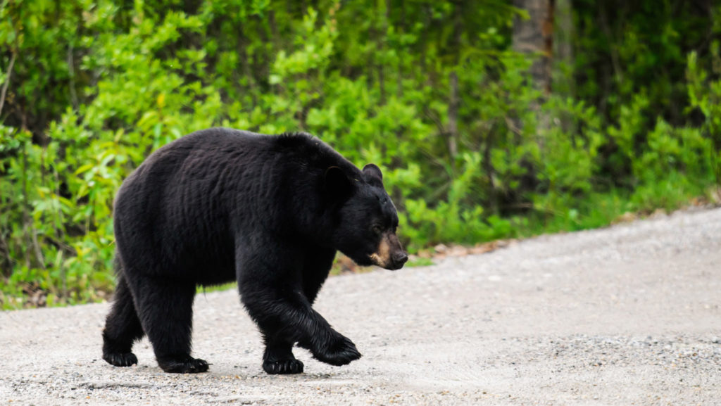 Black Bear, Jasper National Park, Alberta, Canada