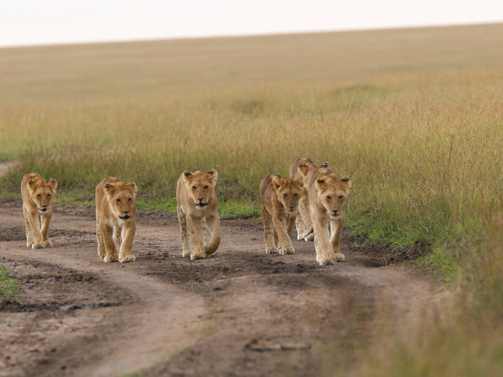 Lions roaming, Masai Mara, Kenya