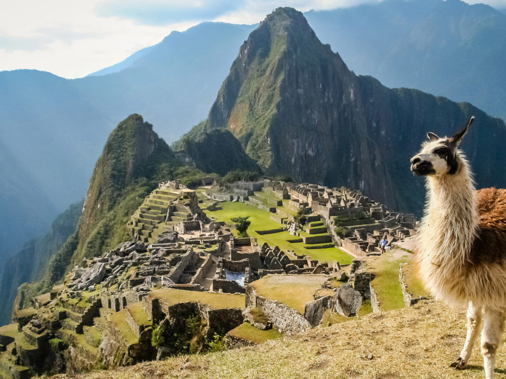 Llama, Machu Picchu, Peru