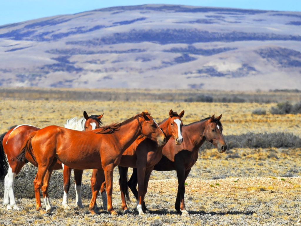 Herd of Wild Horses, Patagonia, Argentina