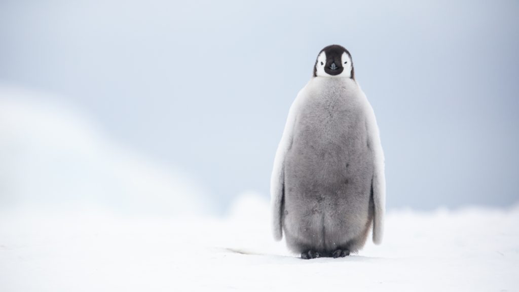 Emperor Penguin, Snow Hill, Antarctica