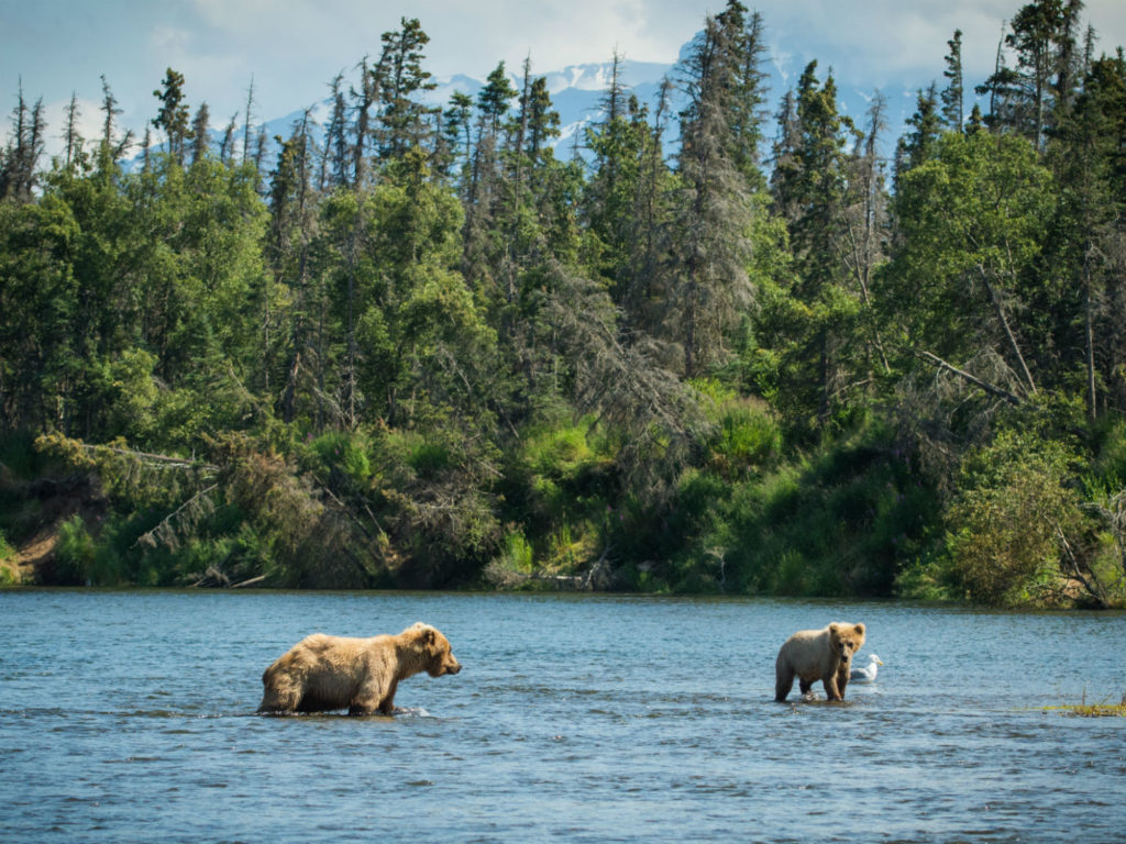Alaskan Brown Bear, Brooks River ,Katmai National Park, Alaska, USA