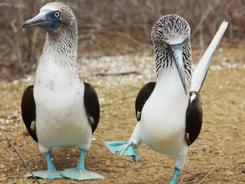 Blue footed bobbies, Galapagos Islands