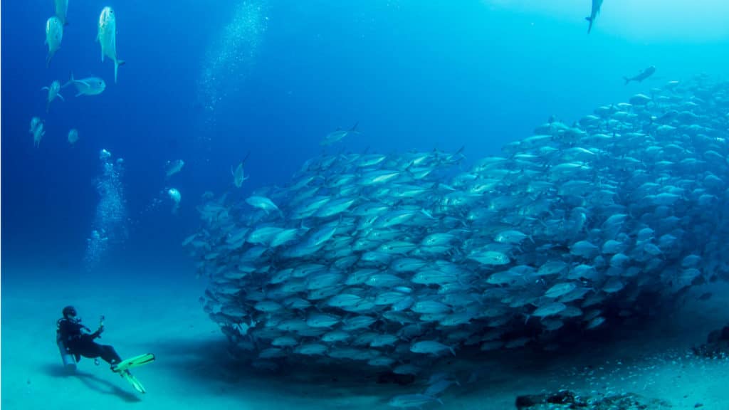 Diving, cabo pulmo, national baja, california sur mexico