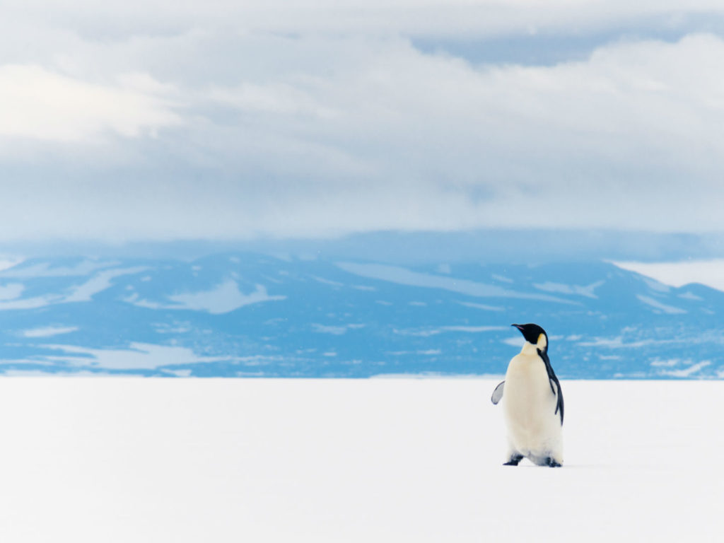 Emperor penguin, Ross Ice Shelf, Antarctica