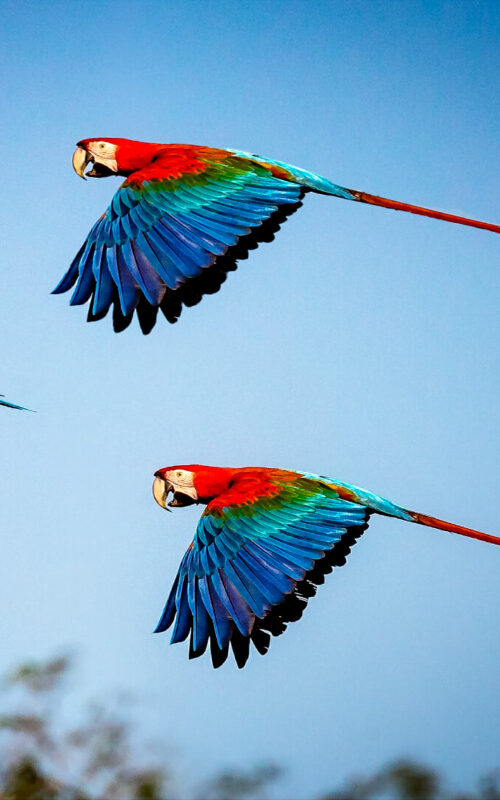 Macaw, Brazil, South America