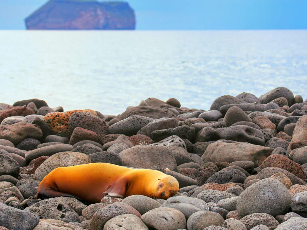 Galapagos Sea Lion, Rocks, North Seymour, Galapagos National Park