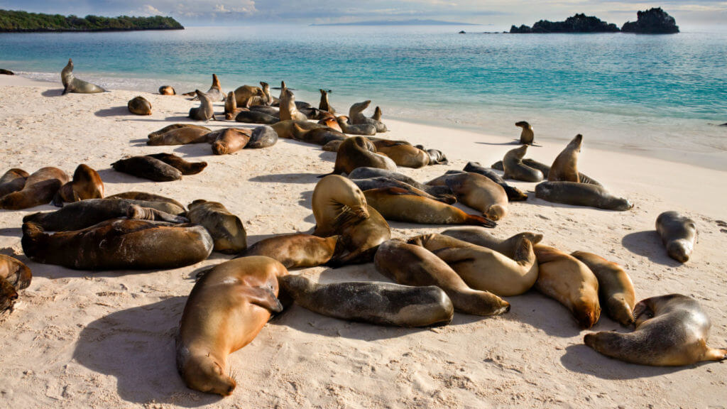 Galapagos Sea Lions,  Gardner Bay, Espanola, Galapagos Islands