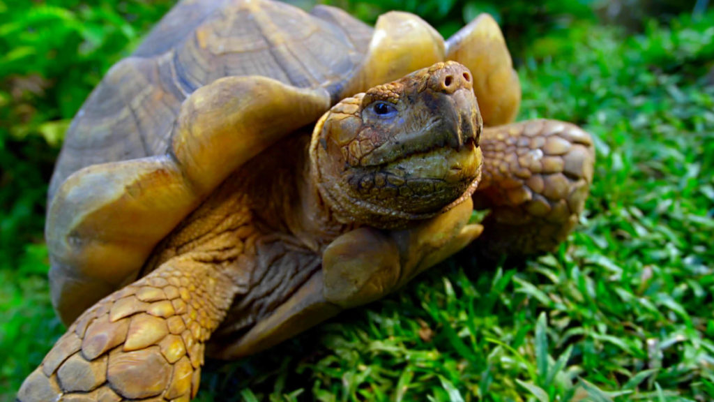 giant turtle tortoise, santa cruz island, galapagos, ecuador