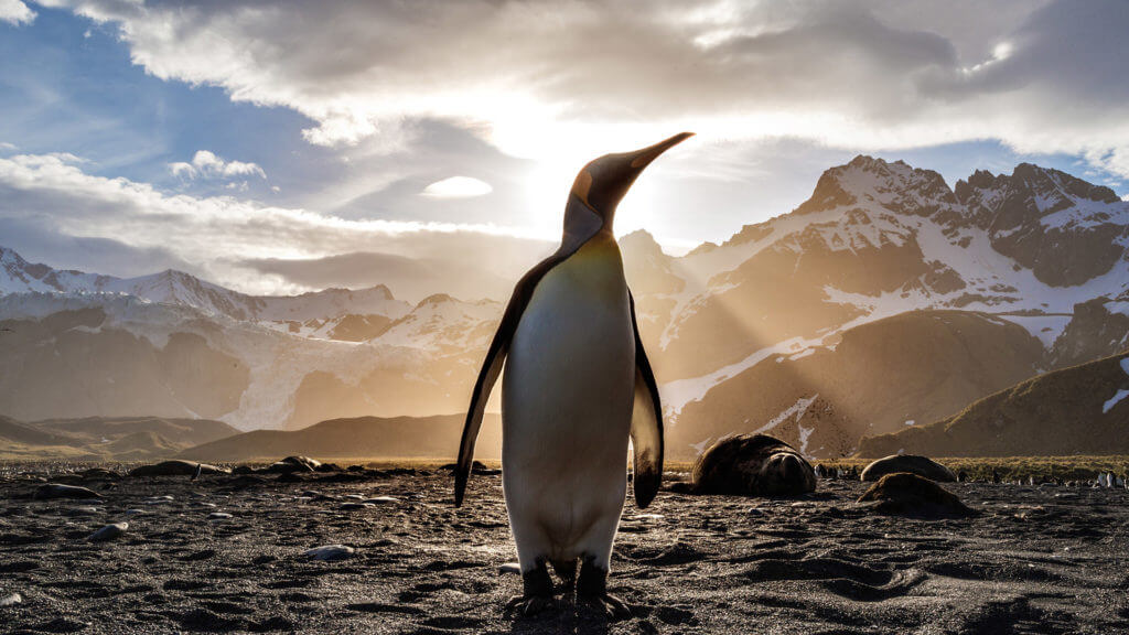 King Penguin, South Georgia, Antarctica