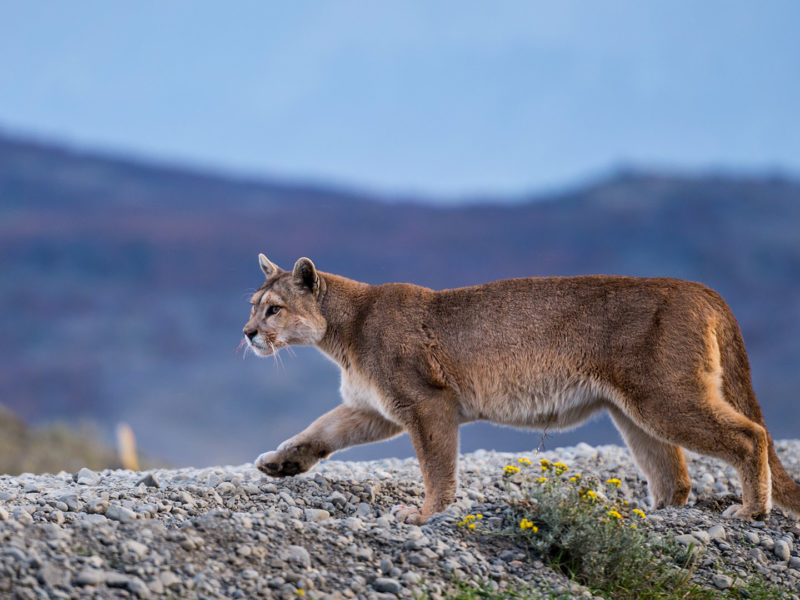 Puma, Patagonia, Chile
