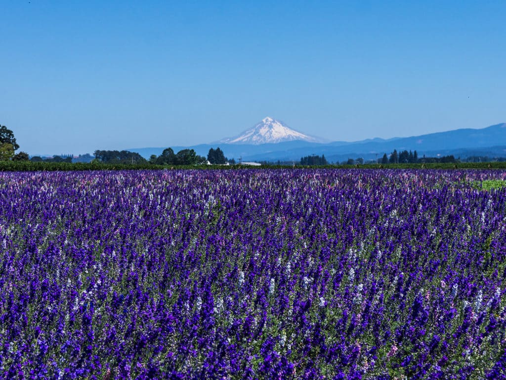 Willamette Valley, Oregon, USA