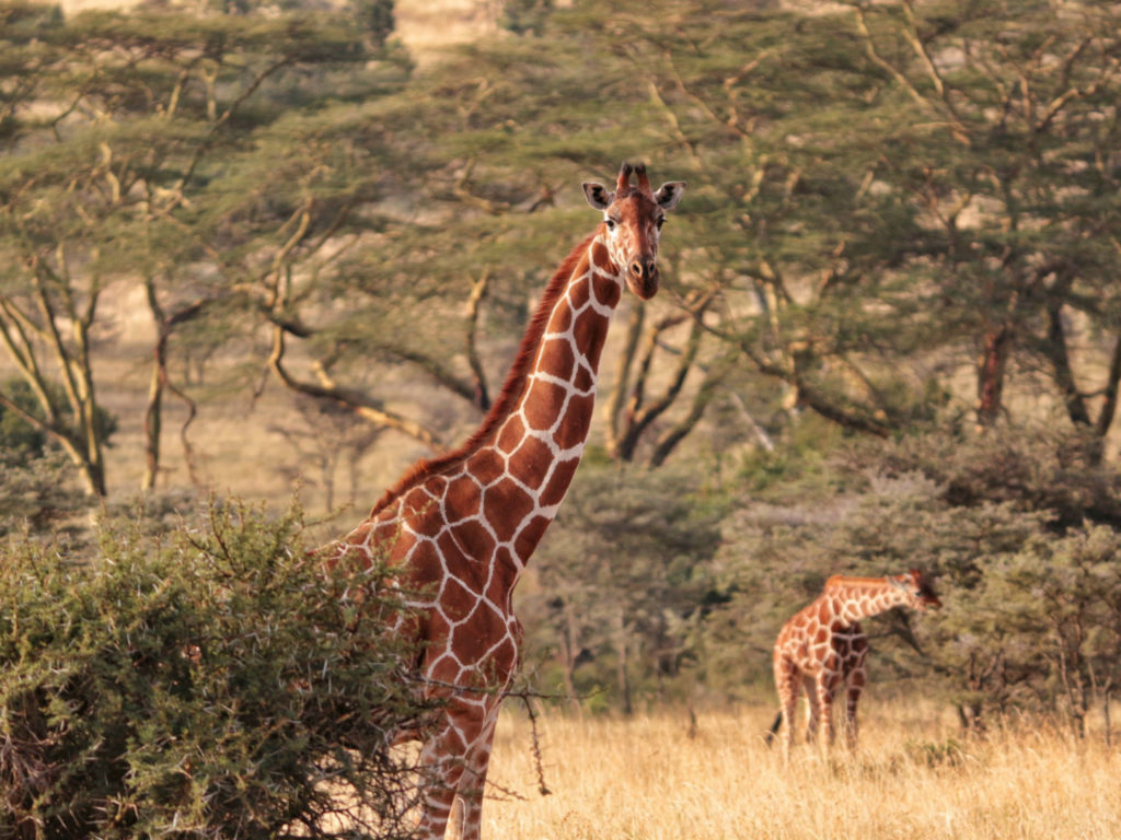 Giraffe, El Karama Lodge, Laikipia, Kenya