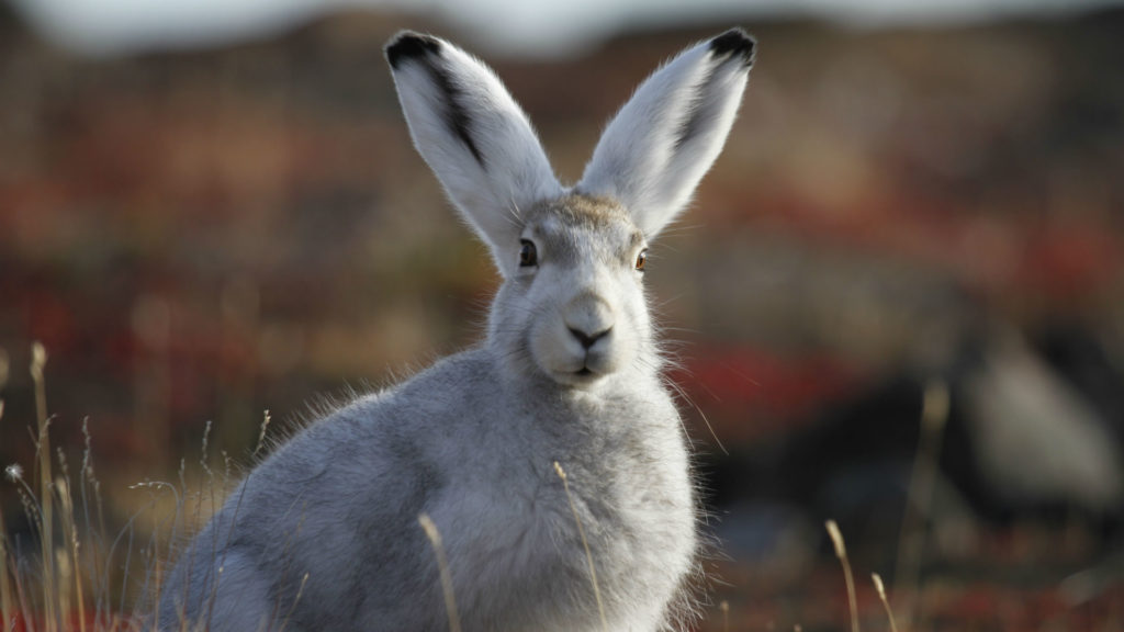 Hare, Greenland