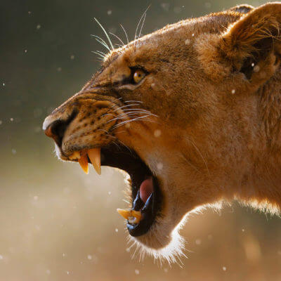 lion roaring, south africa