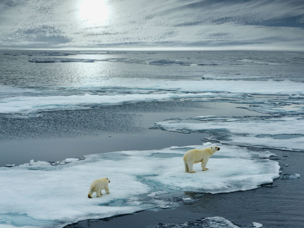 Polar Bear on Ice, Spitsbergen