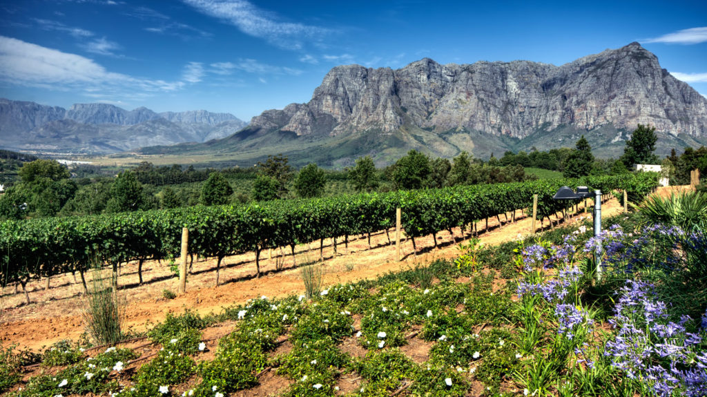 Winelands, Simonsberg mountain, Stellenbosch, Western Cape, South Africa