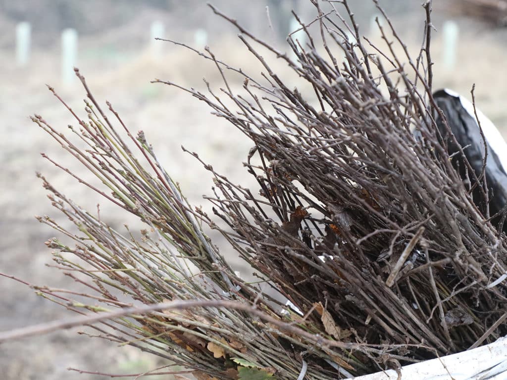 Sapplings at Scunthorpe new forest