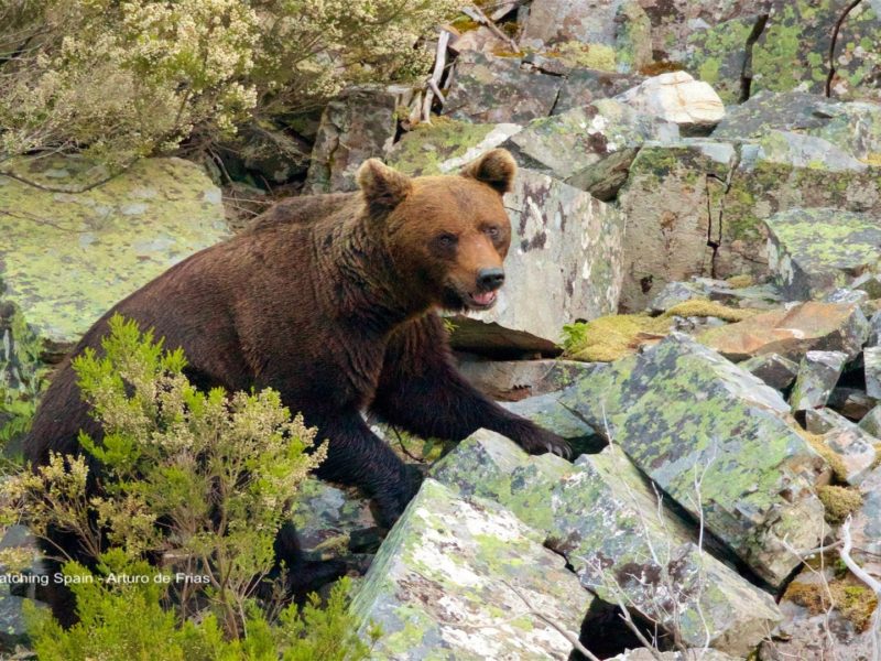Bear, Cantabrian Mountains, Spain