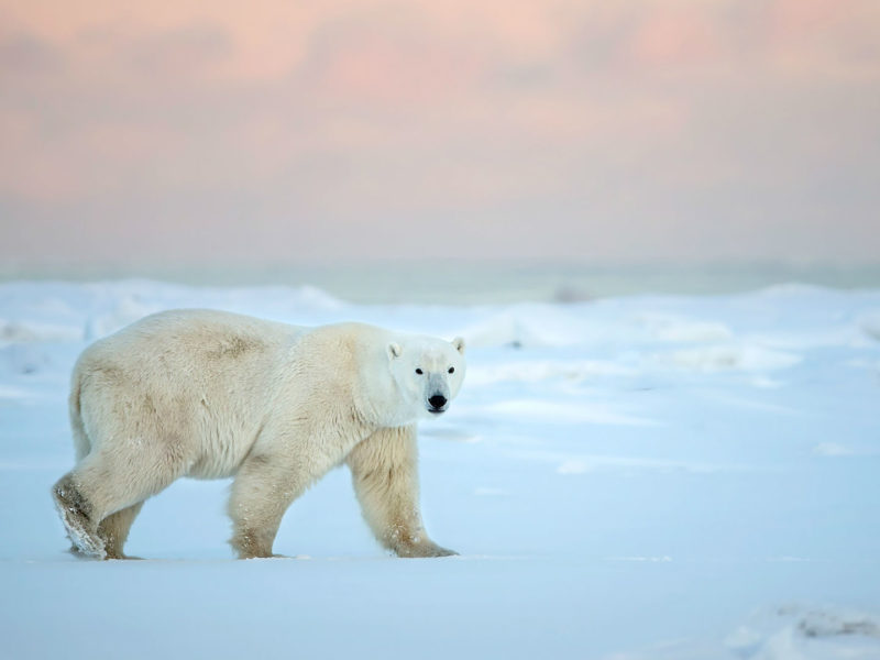 Polar Bear in Snow, Churchill Wild, Canada