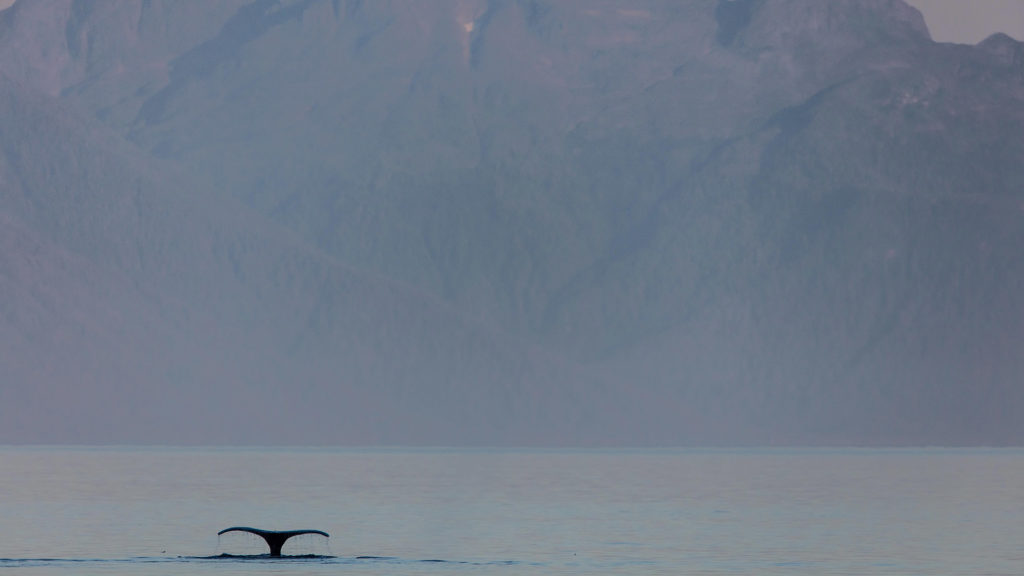 whale fluke in alaska