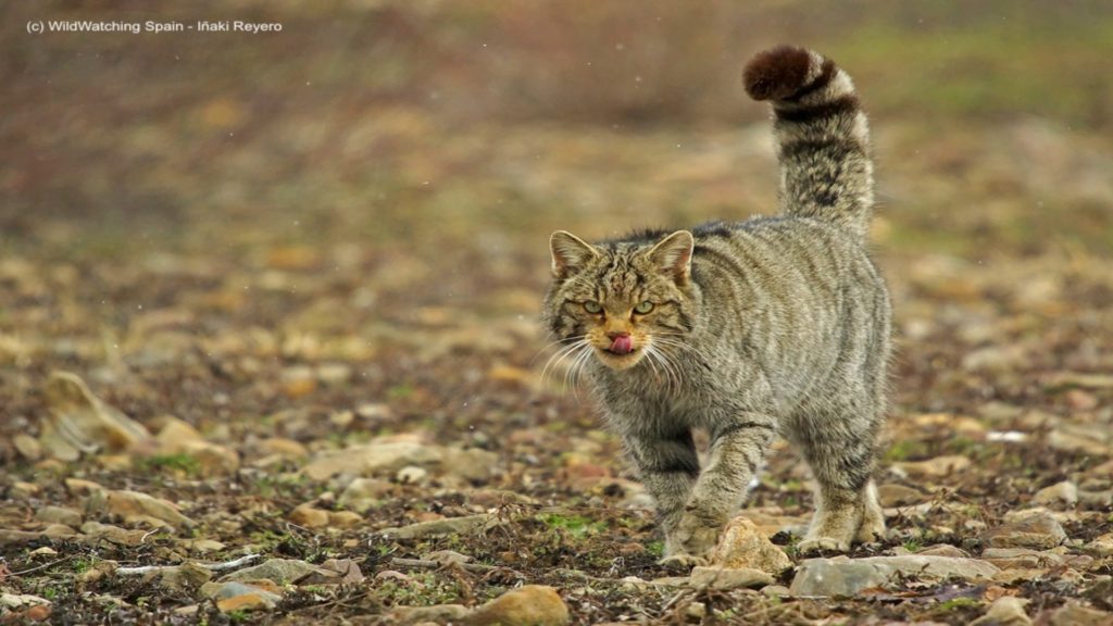 Wild Cat, Cantabrian Mountains, Spain