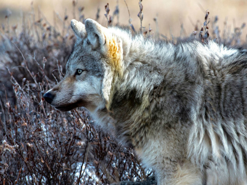 Wolf, Churchill Wild, Canada