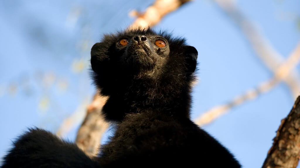 Perrier's sifaka black lemur